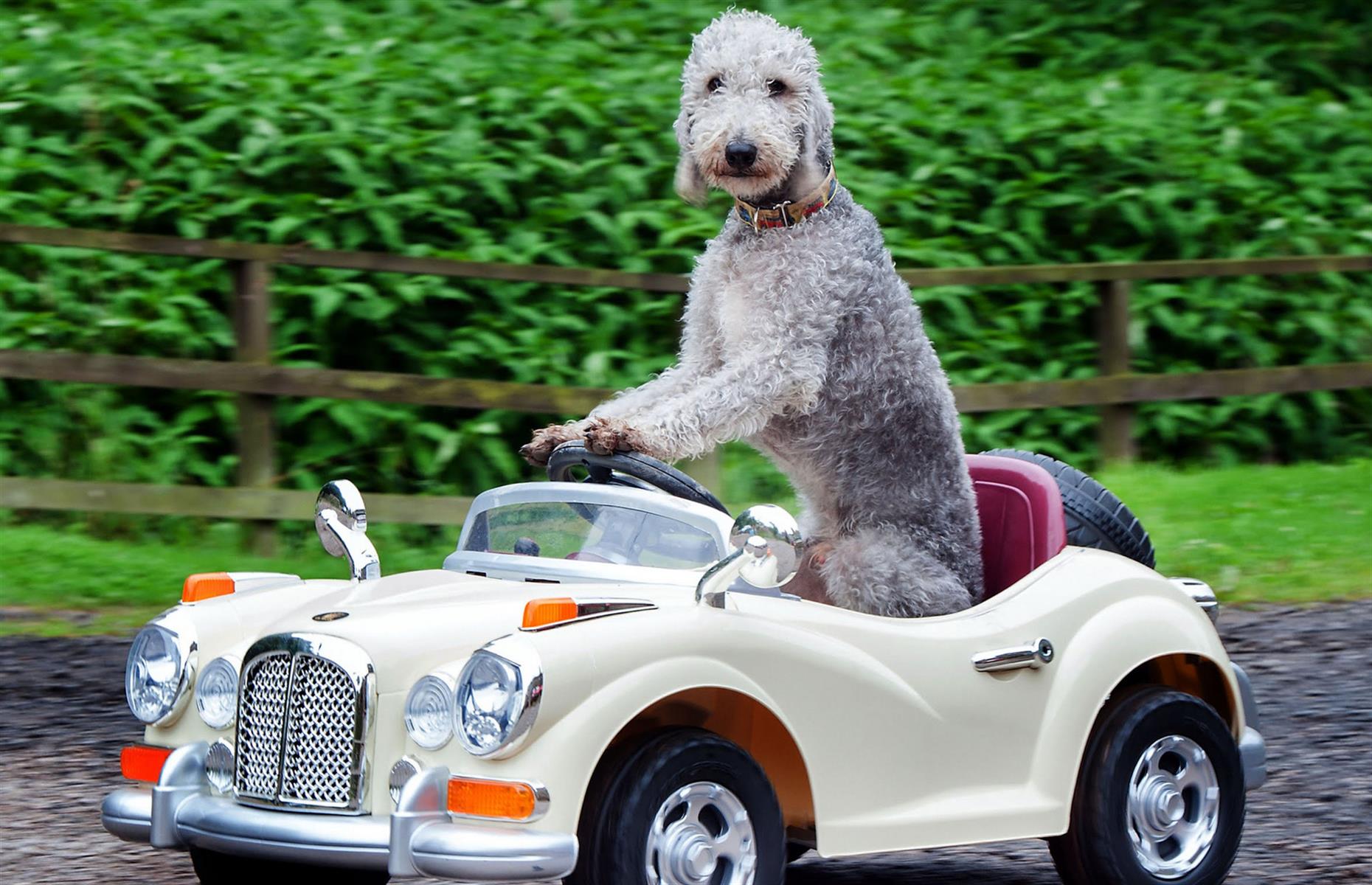 Bark mobile